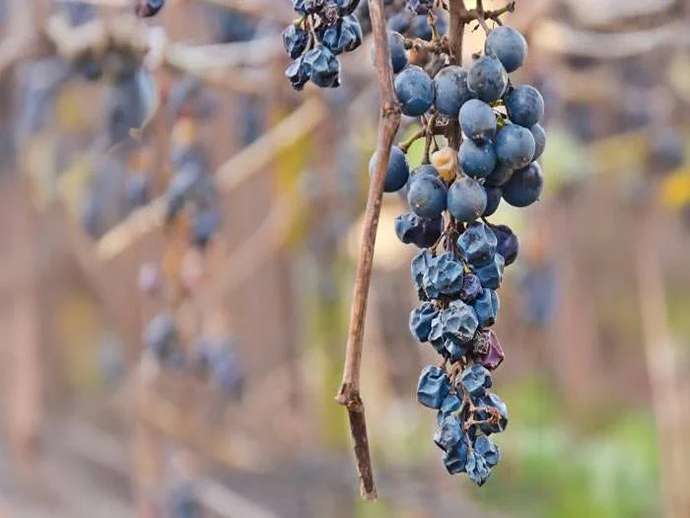 Berry Shrivel: μια φυσιοπάθεια που δεν πρέπει να υποτιμάται